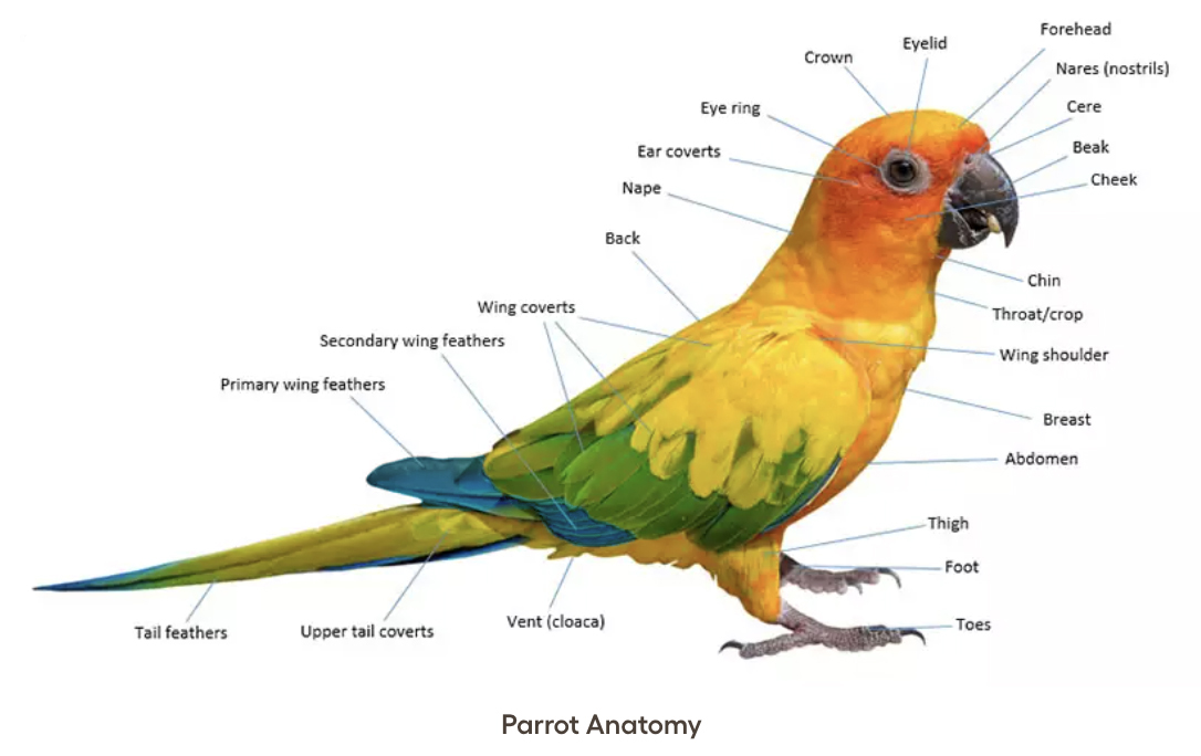 Parrot Toning 2